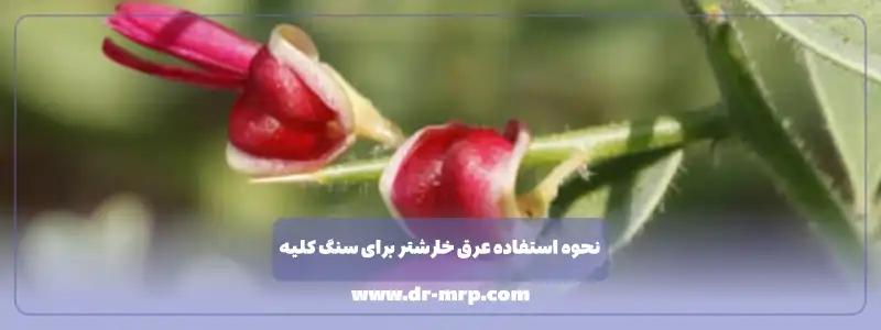 نحوه مصرف عرق خارشتر برای سنگ کلیه