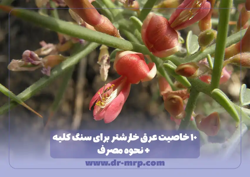 ۱۰ خاصیت عرق خارشتر برای سنگ کلیه + نحوه مصرف